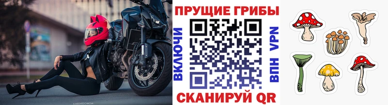 Галлюциногенные грибы Psilocybe  Купить  Емва 